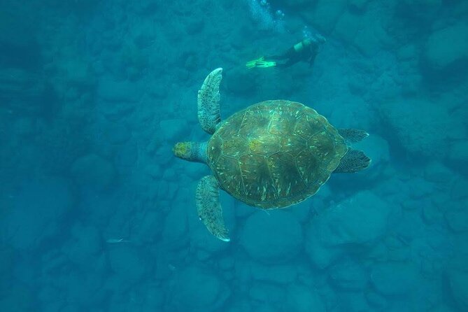 Discover Scuba Diving in Tenerife - Key highlights you’ll care about