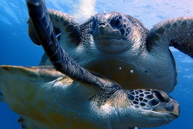 Discover Scuba Diving - Try it for the first time! - The 5-hour flow: briefing, pool skills, then reef time