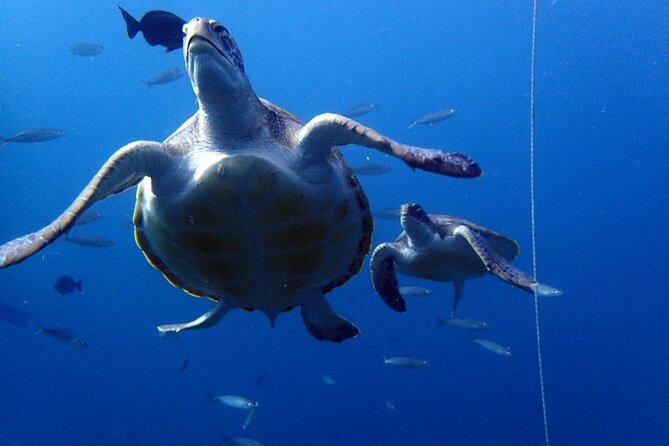 Discover Scuba Diving - Try it for the first time! - Logistics that make the day easier (and what to watch)