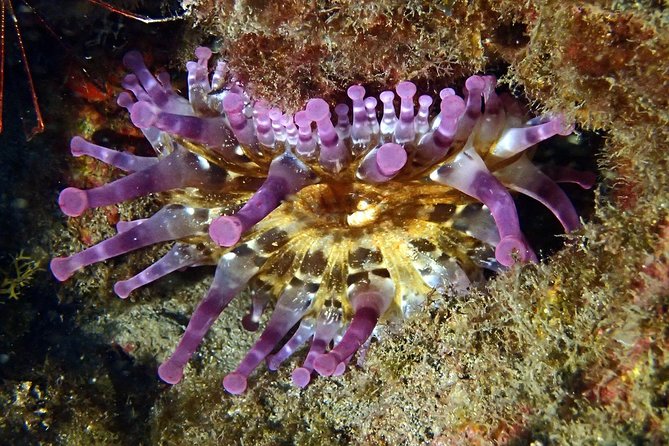 Discover Scuba Diving - Try it for the first time! - FAQ