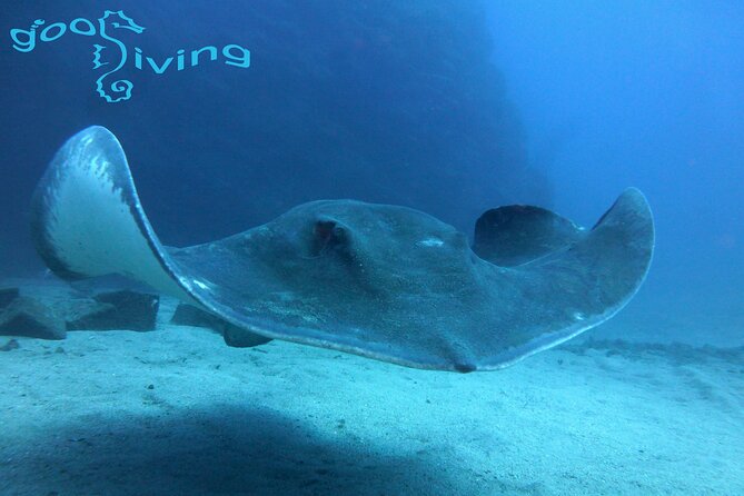 Dives Packages with Transfers in Tenerife - Key points that matter before you book