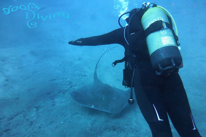 Dives Packages with Transfers in Tenerife - Why a two-session package beats DIY in Tenerife
