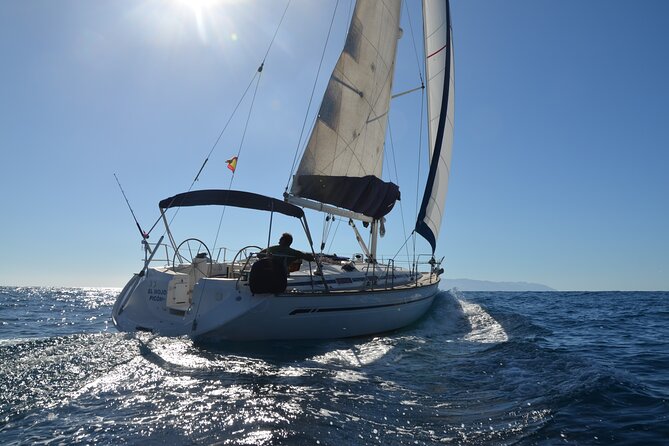 Dolphin and Whale Sailing Tour in Los Gigantes - Key highlights