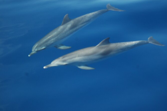 Dolphin and Whale Sailing Tour in Los Gigantes - Acantilado de los Gigantes: The Main Scenic Stop