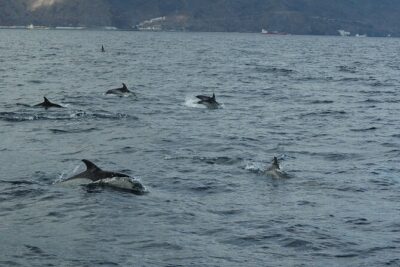 Dolphin and Whale Sailing Tour in Los Gigantes - How You Get Whale and Dolphin Sightings (Without Chasing)