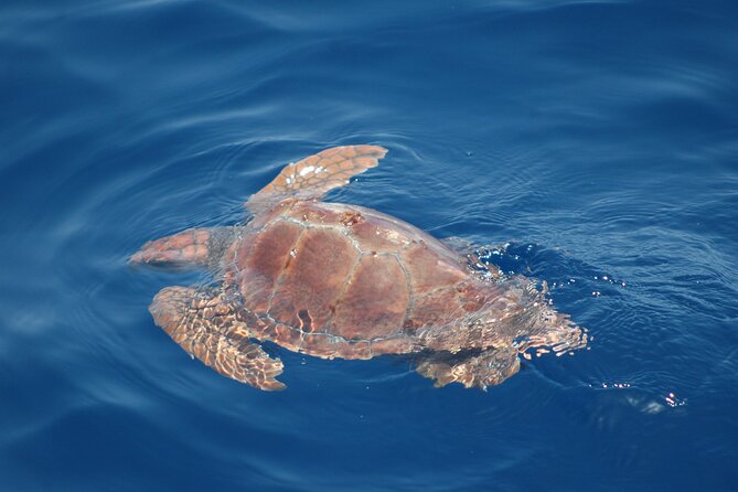 Dolphin and Whale Sailing Tour in Los Gigantes - Small-Group Sailing Comfort (and Why It’s Worth It)
