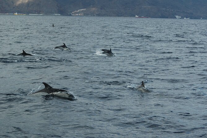 Dolphin and Whale Sailing Tour in Los Gigantes - How You Get Whale and Dolphin Sightings (Without Chasing)
