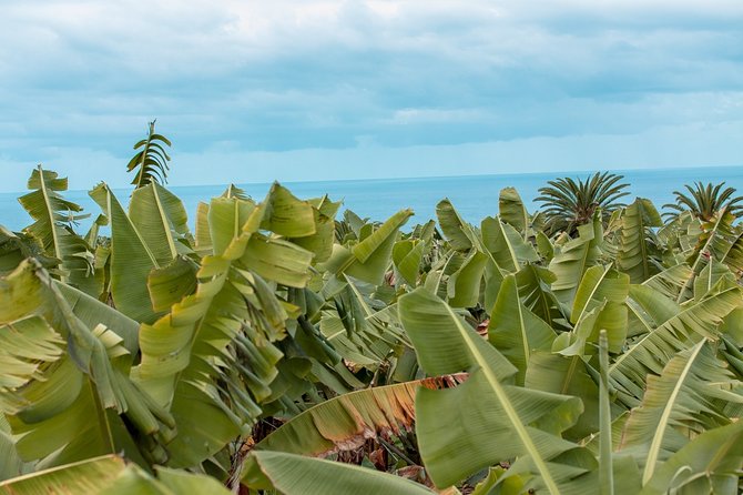 Eco banana farm Tour - Key highlights worth planning for