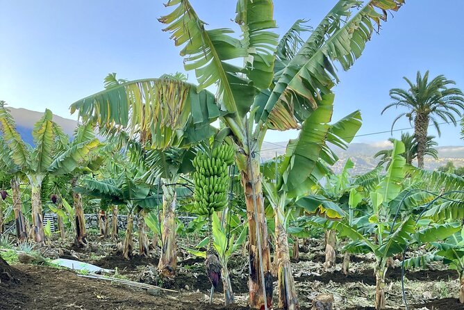 Eco banana farm Tour - Up close with banana plants and the life cycle you never hear about