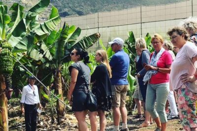 Eco banana farm Tour - The owner’s walk: how sustainable banana farming is done