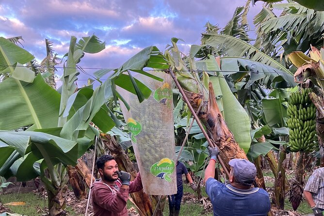Eco banana farm Tour - Views and walking pace: a short trip that doesn’t drag