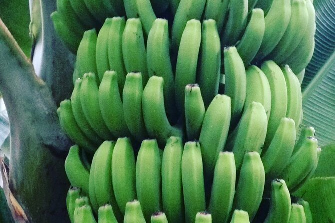 Eco banana farm Tour - Who this tour suits best (and who might want to skip)