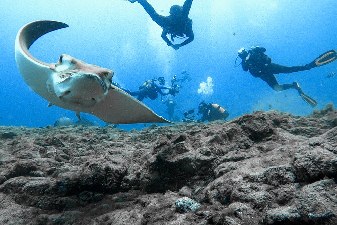 First Dive Experience in Tenerife - Getting There from Arona, Costa Adeje, and El Médano