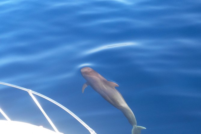 Fishing trip, Tenerife Sea Passion - The 4-hour game plan: from bottom spots to offshore depths