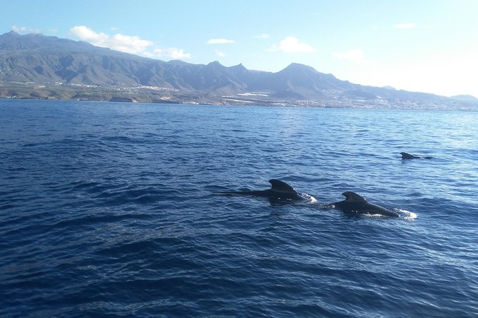 Fishing trip, Tenerife Sea Passion - What to wear and bring for a comfortable morning at sea