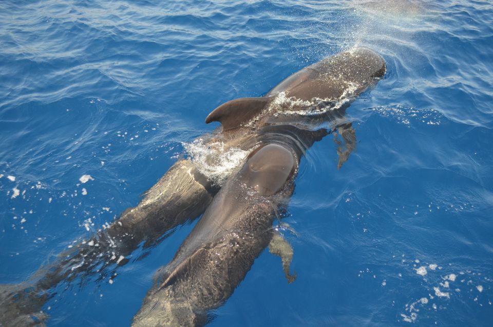 From Los Gigantes: Whale Watching Sailboat Cruise - Key Points at a Glance
