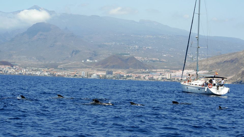 From Los Gigantes: Whale Watching Sailboat Cruise - The Wildlife Time: How You Actually Spend 1.5 Hours Spotting Whales and Dolphins