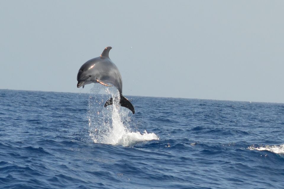 From Los Gigantes: Whale Watching Sailboat Cruise - Tapas Onboard After Swimming: Why That Timing Is Perfect