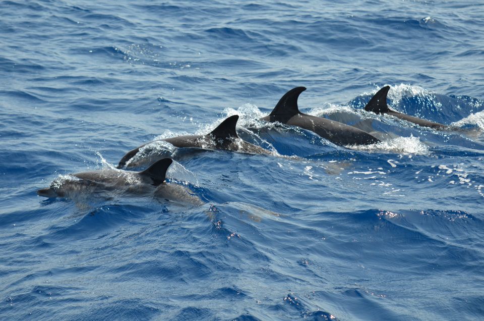 From Los Gigantes: Whale Watching Sailboat Cruise - What Responsible Whale Watching Looks Like Here