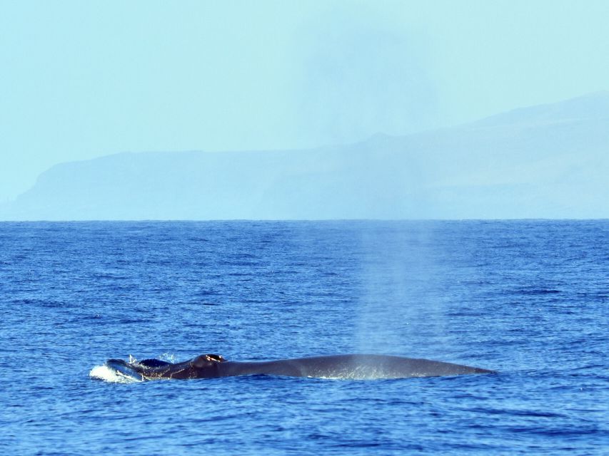 From Los Gigantes: Whale Watching Sailboat Cruise - Price and Value: Is $88 Worth It?
