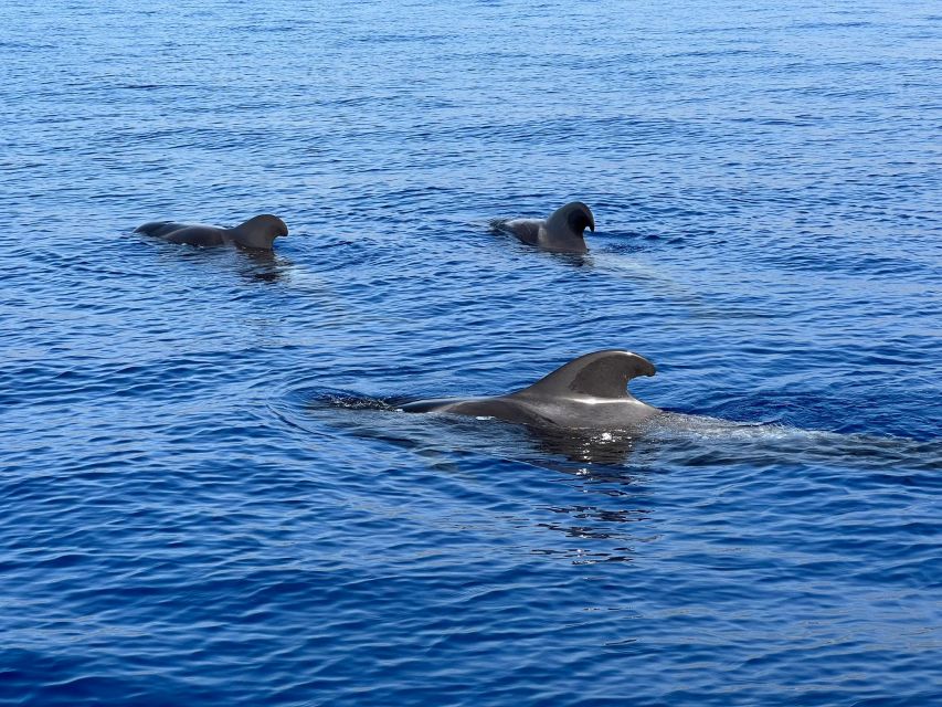 From Playa San Juan: Whale Watching, Gigantes, and Masca Bay - Whale Sanctuary Search Near La Gomera: What You’re Really Paying For