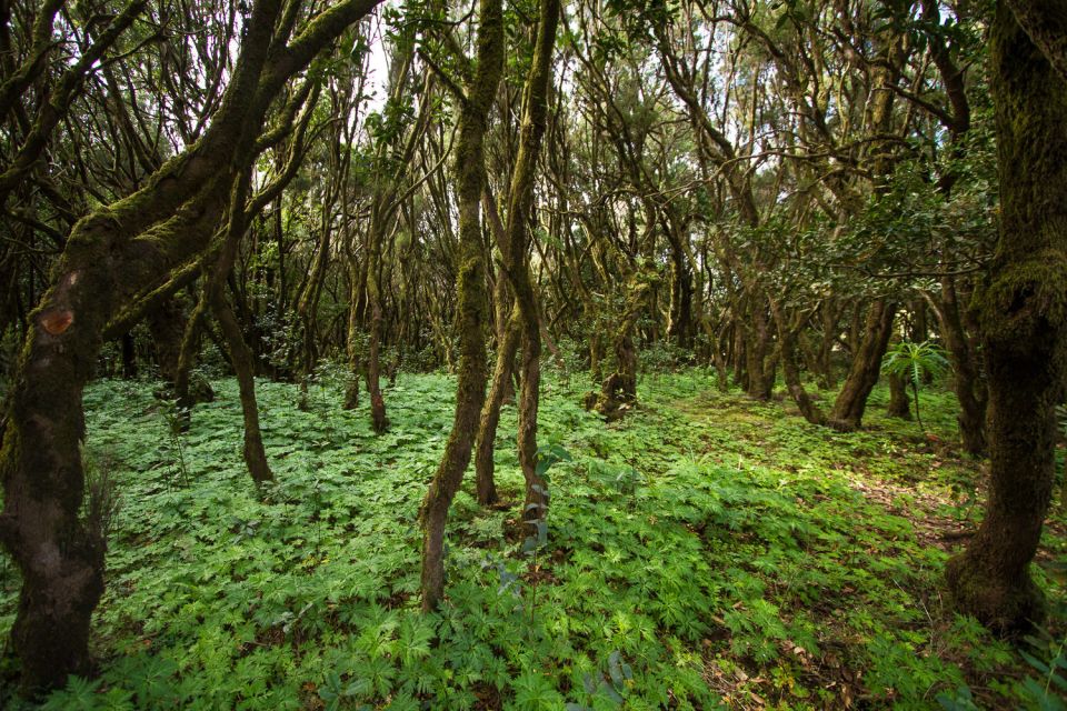 From Puerto de La Cruz: Full-Day Vip Tour to Gomera - A real itinerary of viewpoints, crafts, and villages