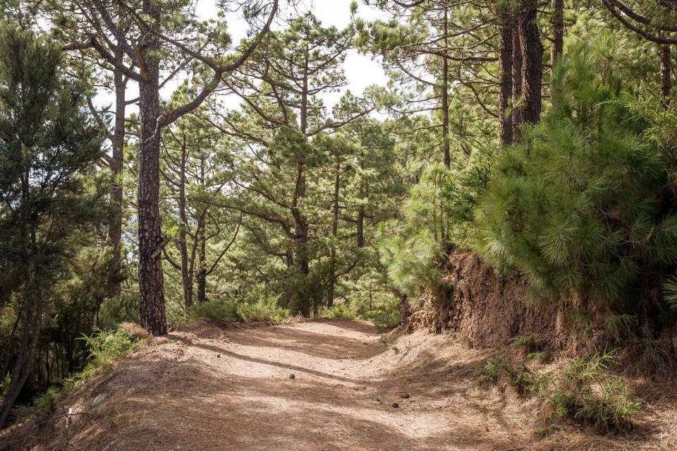 From Santa Cruz: Teide Volcano, Icod, & Garachico Tour - Comfort, safety, and who should think twice