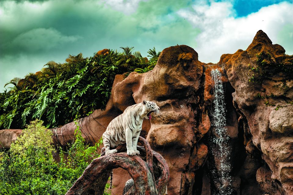 From South Tenerife: Loro Park Zoo Ticket & Hotel Transfers - Comfort Notes for a Long Coach Day