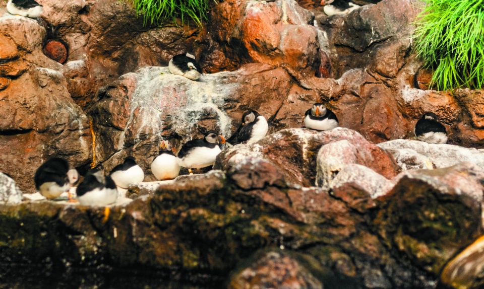 From South Tenerife: Loro Park Zoo Ticket & Hotel Transfers - Planet Penguin: The Antarctic Stop You’ll Want Twice