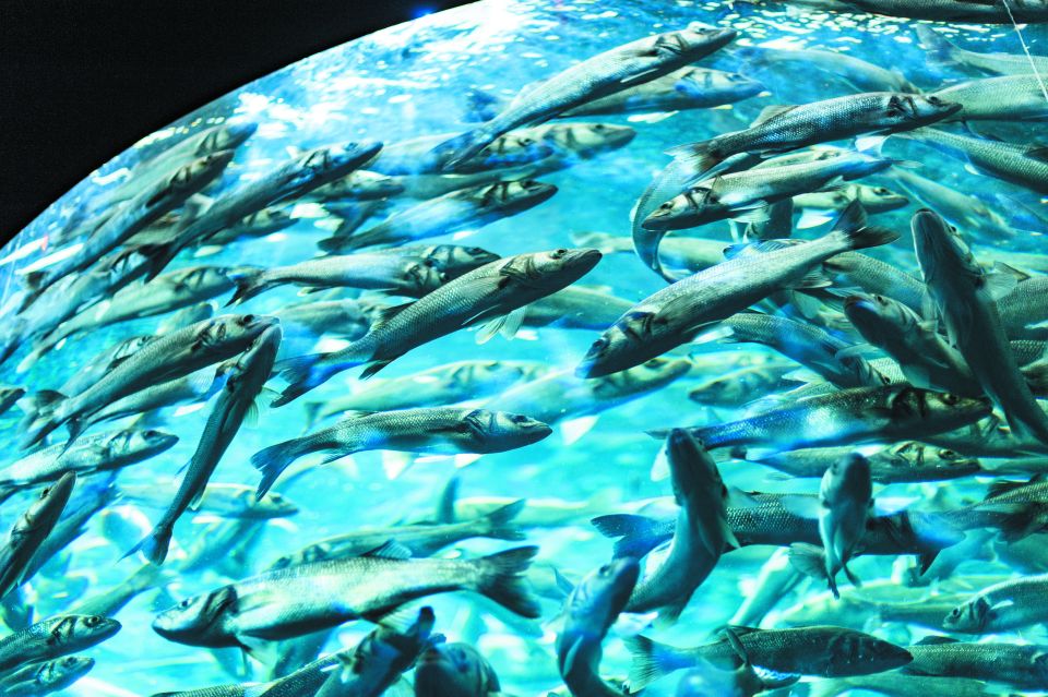 From South Tenerife: Loro Park Zoo Ticket & Hotel Transfers - Orca Ocean Shows: The Main Event (And the Splash Zone)