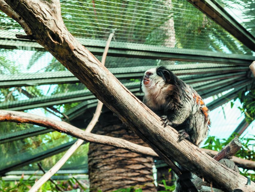 From South Tenerife: Loro Park Zoo Ticket & Hotel Transfers - Katandra TreeTops: Birds, Bridges, and a Nice Pace Change
