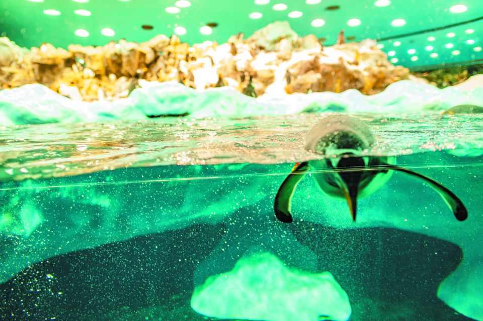 From South Tenerife: Loro Park Zoo Ticket & Hotel Transfers - Picking Up From the South: Easy Meeting, Variable Timing