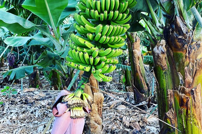 From Tenerife: Tajogaite Volcano, La Cumbrecita and Casco Antiguo - Santa Cruz de la Palma: the old town stops that reset your eyes
