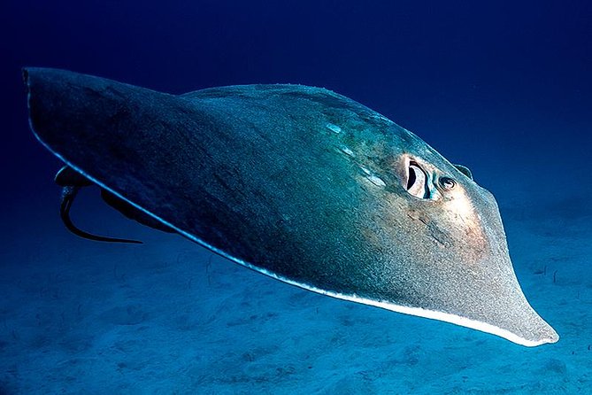 Guided Boat Dives for Certified Divers - From Playa de las Américas to Los Cristianos: how the day actually flows
