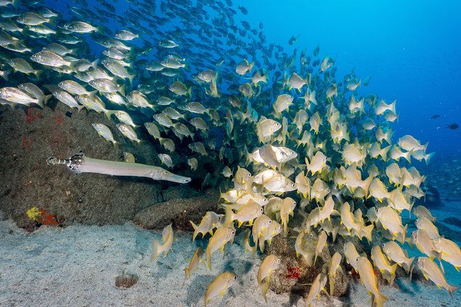 Guided Boat Dives for Certified Divers - The staff vibe: professional, friendly, and geared to safety
