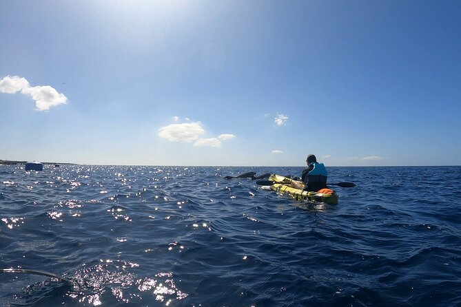 Guided Kayak Tour From Los Cristianos Beach Tenerife - The route: Los Cristianos to the fish farm zone