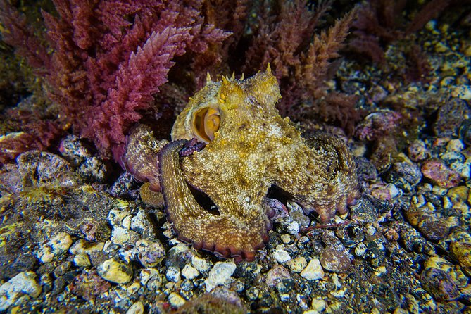 guided Scuba Diving on Tenerife (for certified divers) - Key highlights at a glance