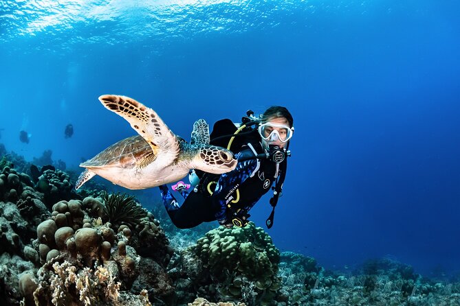 guided Scuba Diving on Tenerife (for certified divers) - Where this Tenerife scuba session really pays off