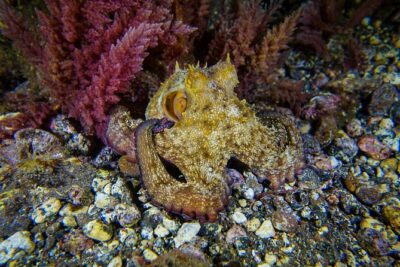 guided Scuba Diving on Tenerife (for certified divers) - Choosing your timing: morning, afternoon, or late afternoon