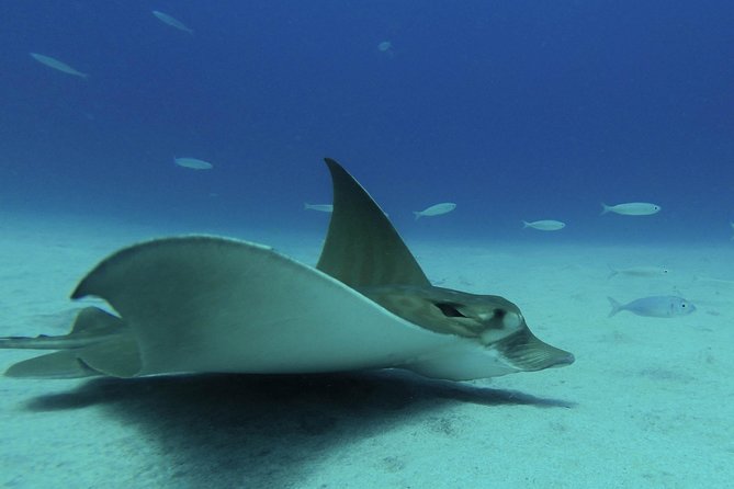 guided Scuba Diving on Tenerife (for certified divers) - How the underwater plan adapts to what you want to see