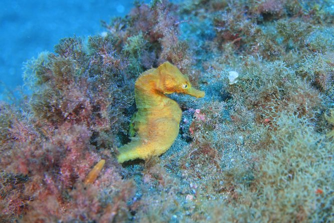 guided Scuba Diving on Tenerife (for certified divers) - Why the Radazul area matters (and why the north can be rough)