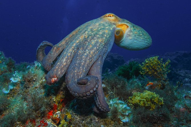 guided Scuba Diving on Tenerife (for certified divers) - Depth planning: from -18 m to -40 m
