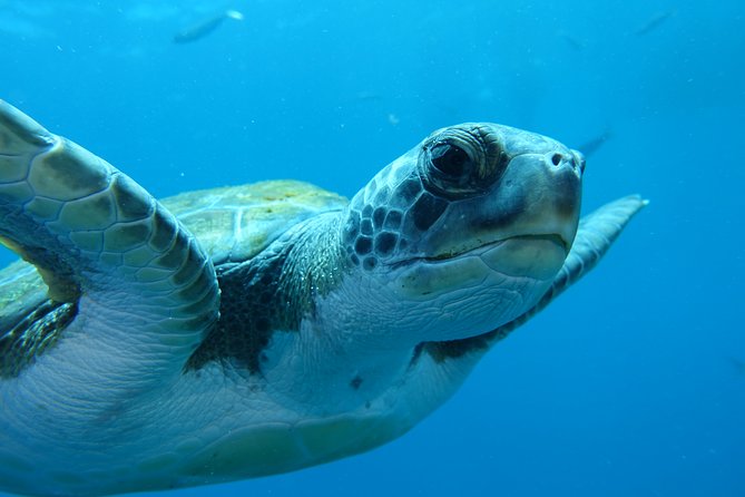 guided Scuba Diving on Tenerife (for certified divers) - What you’re actually getting for $180.20