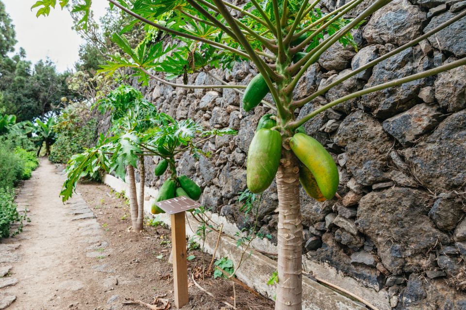 Icod de los Vinos: Dragon Tree & Botanical Garden Ticket - Quick hits: what makes this ticket special