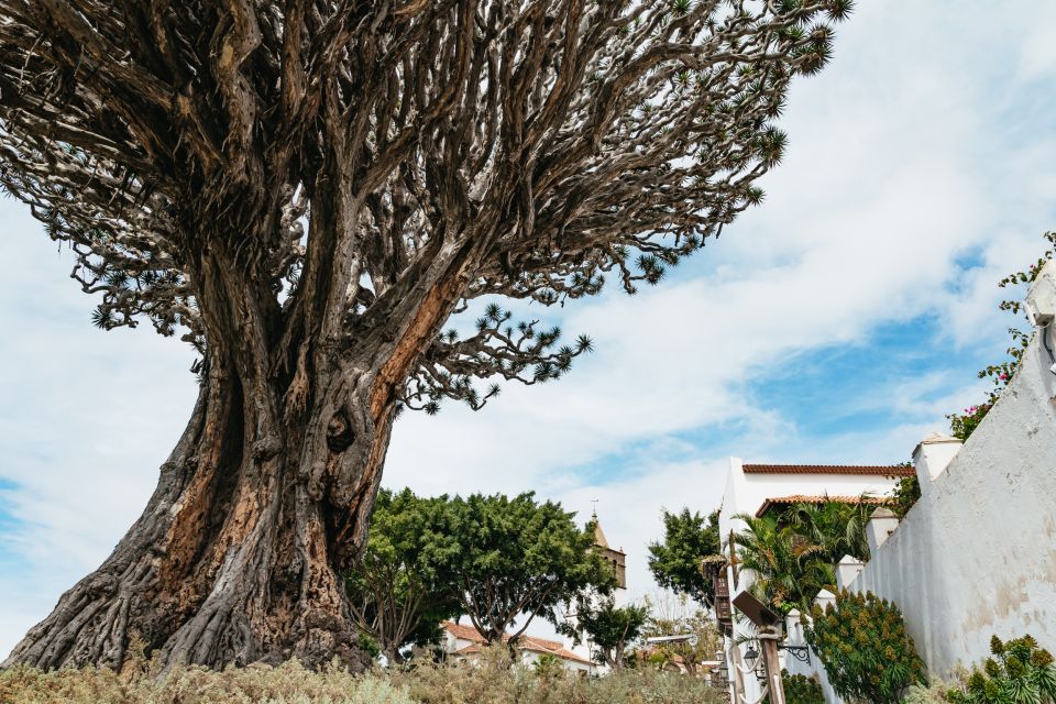 Icod de los Vinos: Dragon Tree & Botanical Garden Ticket - Arriving at the main entrance and getting oriented fast