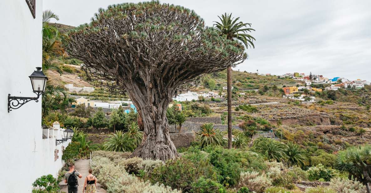 Icod de los Vinos: Dragon Tree & Botanical Garden Ticket - Botanical garden stroll: laurel forest, orchard, and endemic plants