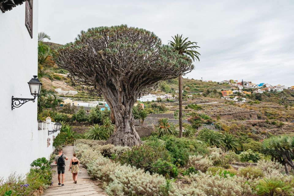 Icod de los Vinos: Dragon Tree & Botanical Garden Ticket - Seeing the drago milenario, the world’s oldest of its kind