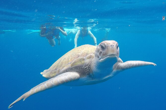 Kayak Route along the Volcanic Coast in Tenerife South with Snorkeling - Key highlights to know before you go