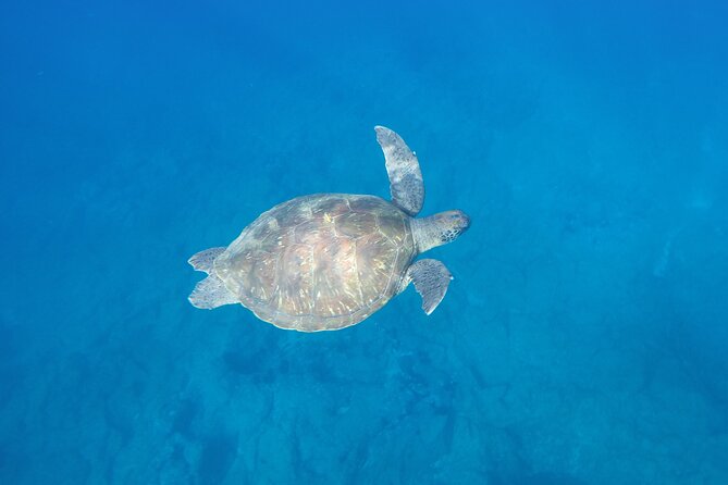 Kayak Route along the Volcanic Coast in Tenerife South with Snorkeling - Your checklist: shoes, sun protection, and phone-safe planning