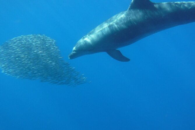 Kayak Route along the Volcanic Coast in Tenerife South with Snorkeling - Guides and group size: why the small number matters